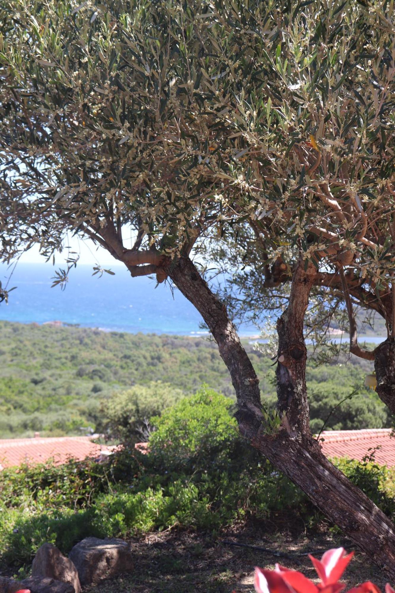 Residence U Pirellu Porto-Vecchio  Exterior photo